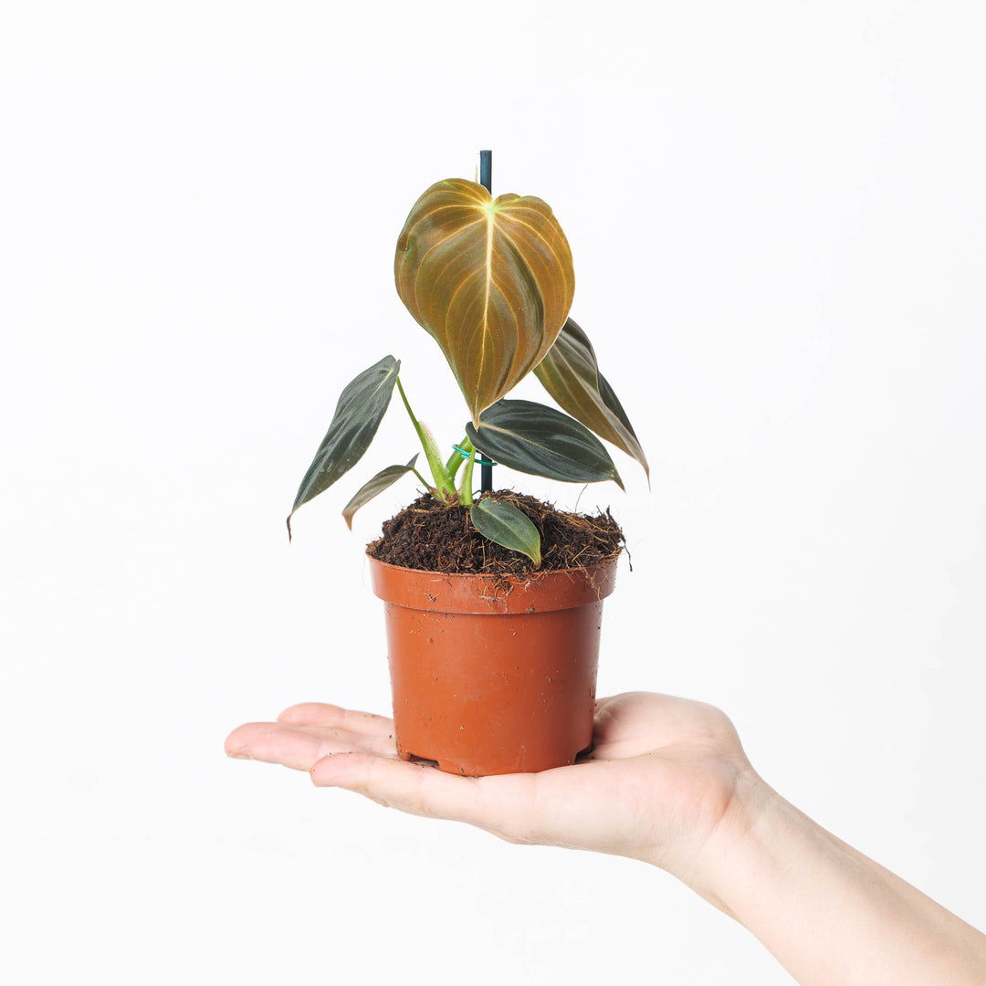 philodendron pink melanochrysum narrow plant Philodendron Melanochrysum