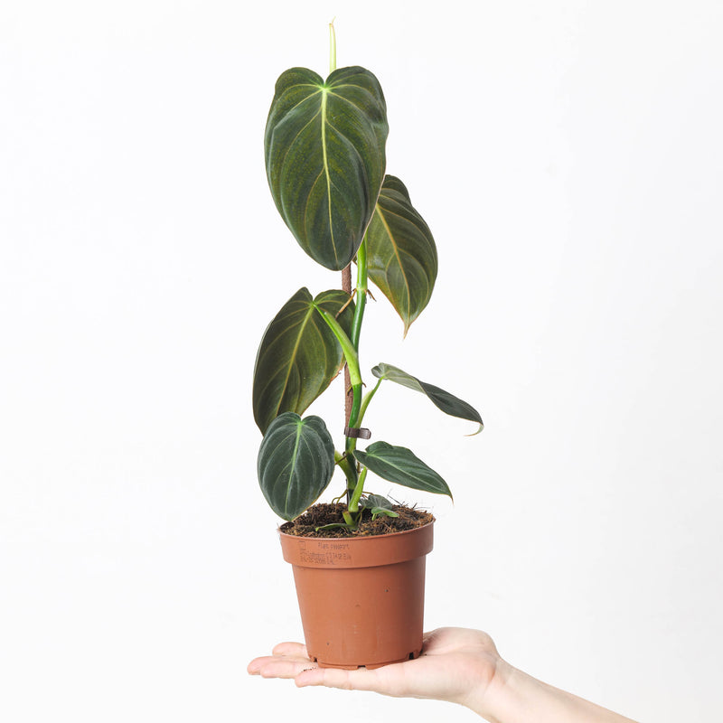 Imperfect Philodendron Melanochrysum Plants GrowTropicals
