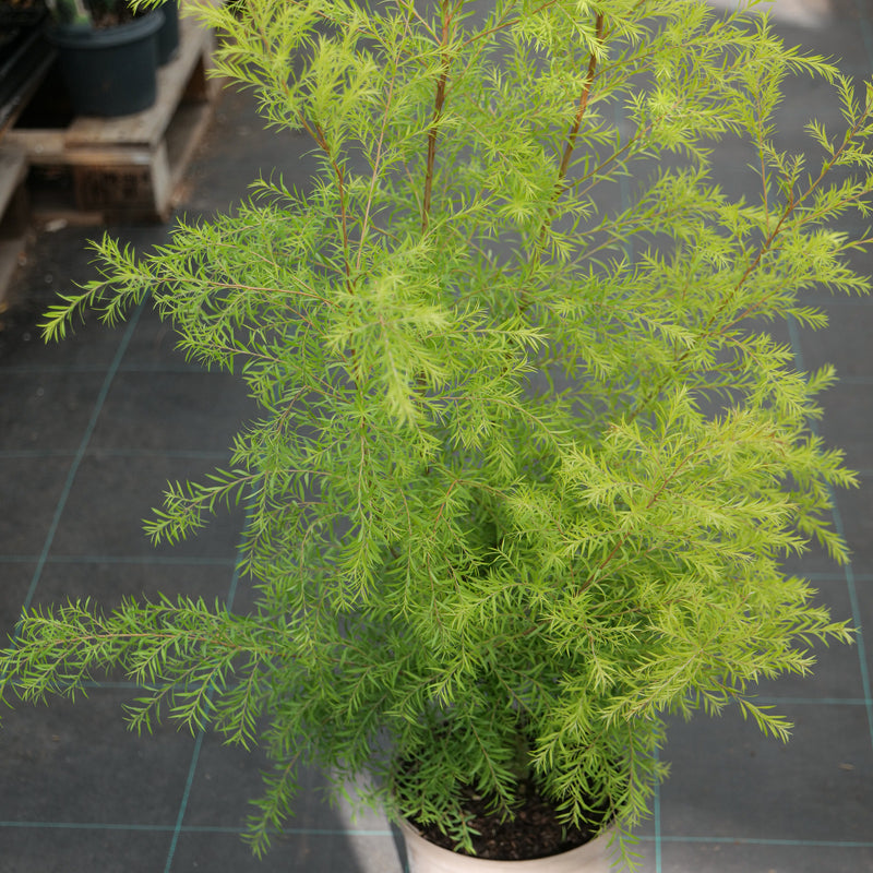 Melaleuca bracteata 'Sunglow' Plants - Outdoor GROW TROPICALS