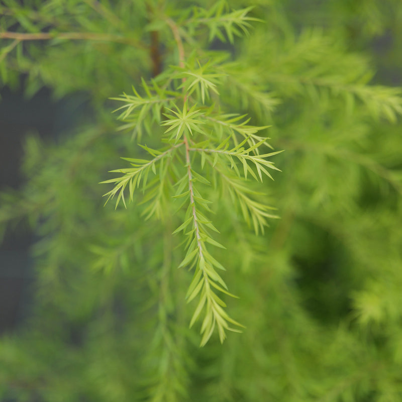 Melaleuca bracteata 'Sunglow' Plants - Outdoor GROW TROPICALS
