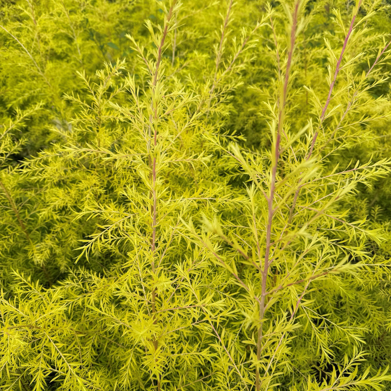 Melaleuca bracteata 'Sunglow' Plants - Outdoor GROW TROPICALS