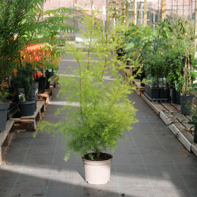 Melaleuca bracteata 'Sunglow' 23cm / 5L Plants - Outdoor GROW TROPICALS