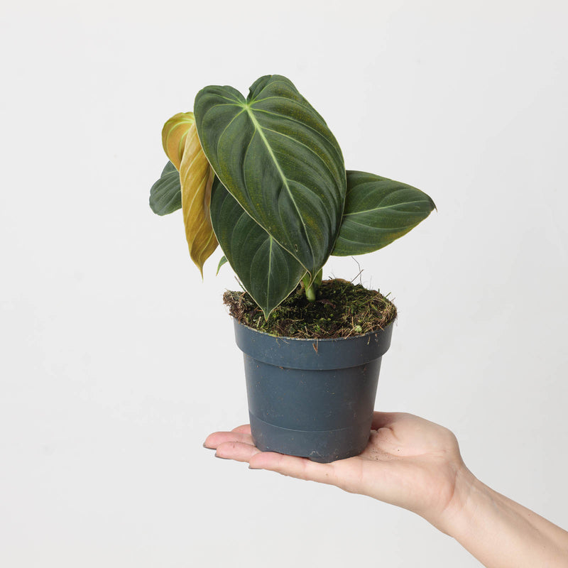 Imperfect Philodendron Melanochrysum Plants GrowTropicals