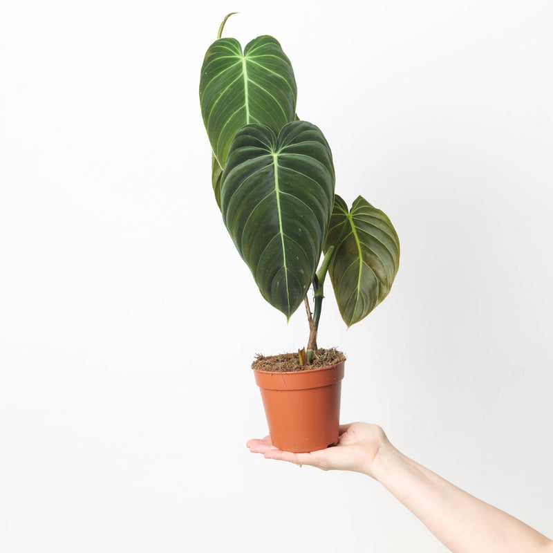 Imperfect Philodendron Melanochrysum Plants GrowTropicals