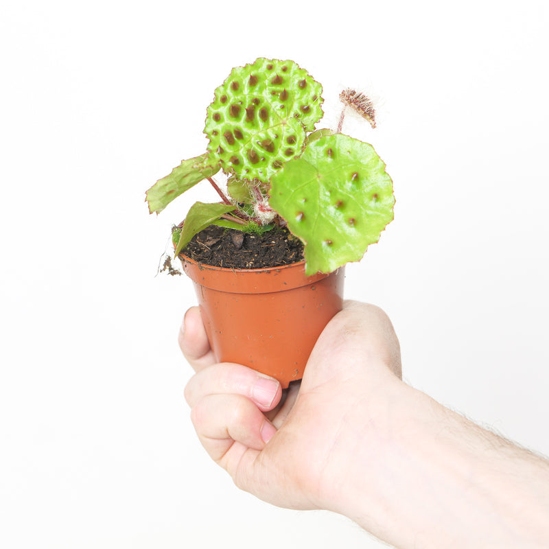 Begonia melanobullata — 8cm