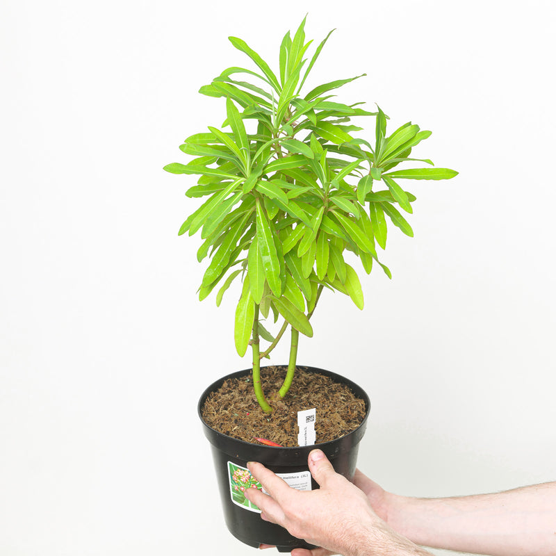 Euphorbia mellifera (Honey Spurge) — 19cm / 3L