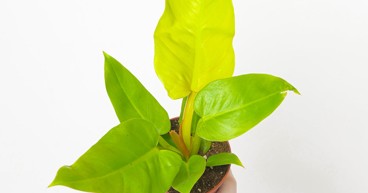 philodendron melinonii variegated Philodendron melinonii Gold | Plants