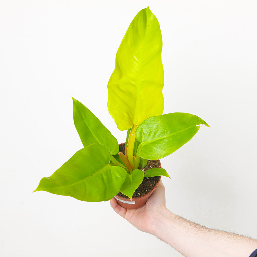 Philodendron melinonii Gold Plants GrowTropicals