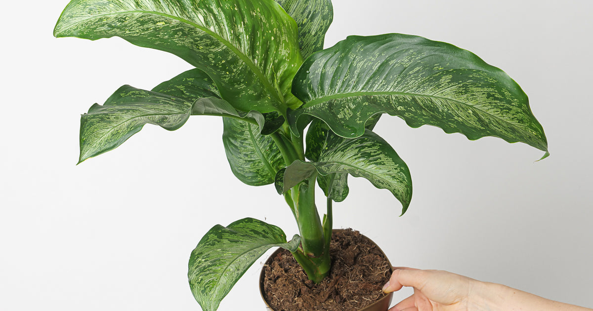 dieffenbachia corsii care Dieffenbachia 'Memoria Corsii' | Plants