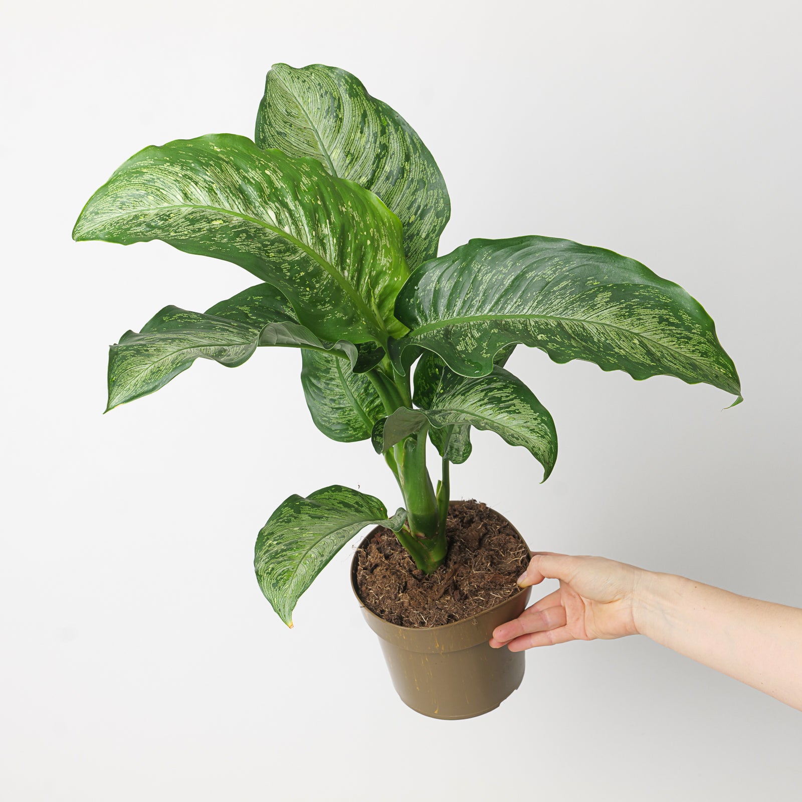 alfredo dieffenbachia Dieffenbachia 'Memoria Corsii' | Plants