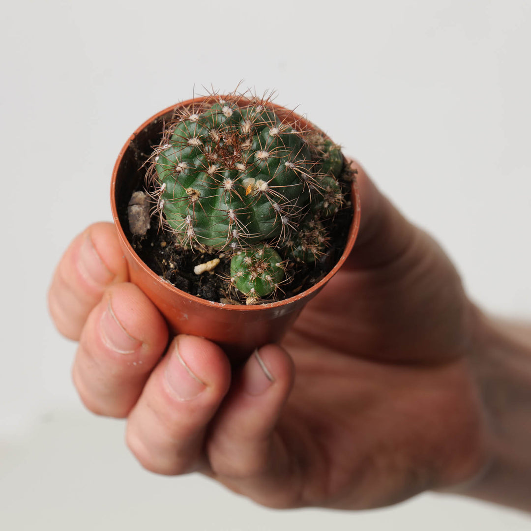 Gymnocalycium mesopotamicum - GROW TROPICALS