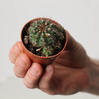 Gymnocalycium mesopotamicum