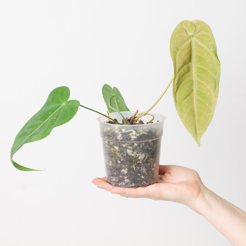 Anthurium metallicum — 12cm