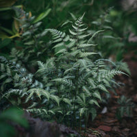 Athyrium niponicum 'Metallicum'