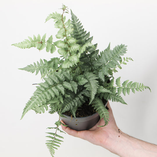Athyrium niponicum 'Metallicum'