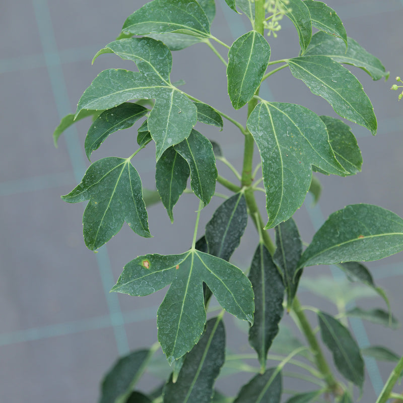 Metapanax davidii Plants - Outdoor GROW TROPICALS