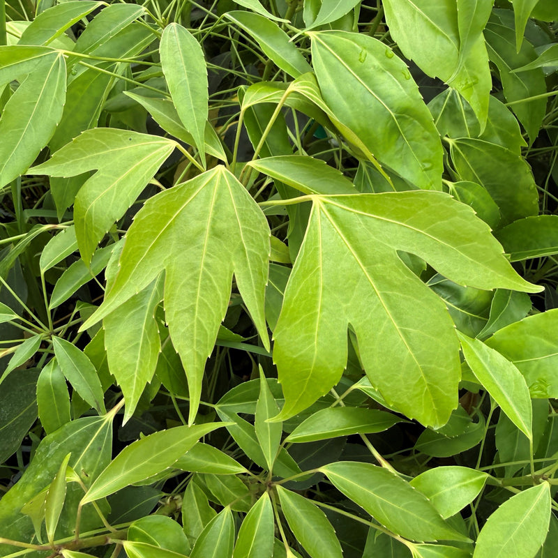 Metapanax davidii Plants - Outdoor GROW TROPICALS