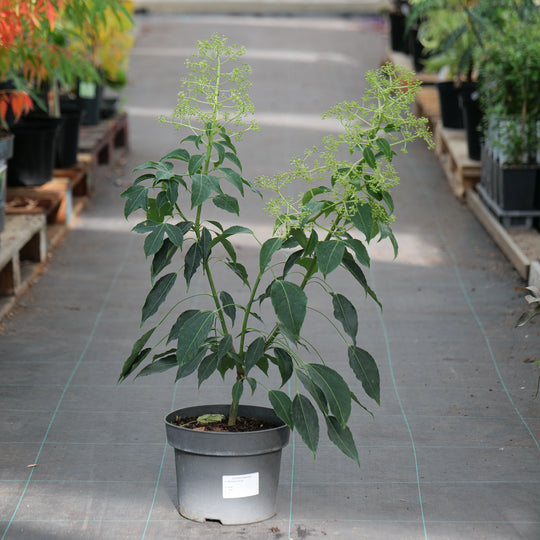 Metapanax davidii 23cm / 5L Plants - Outdoor GROW TROPICALS