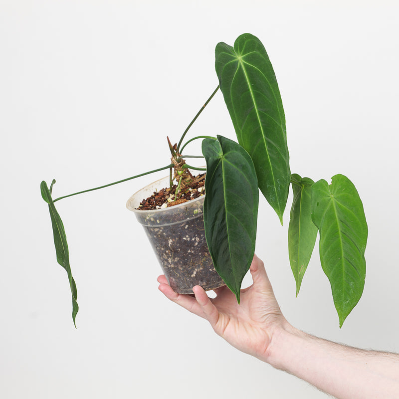 Anthurium metallicum 15cm Plants GrowTropicals