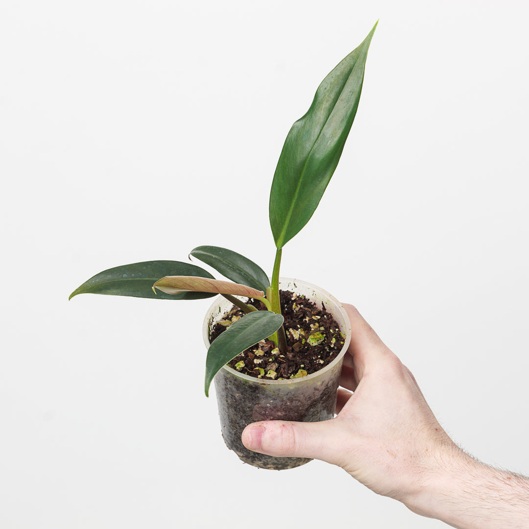 mexicanum philodendron price philippines Philodendron mexicanum