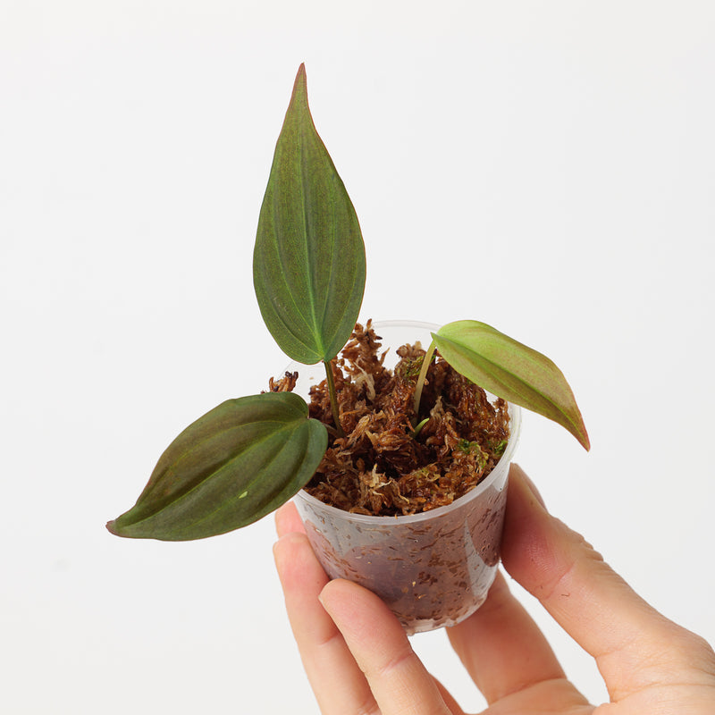 Philodendron micans ('Narrow' / alternative form) 6cm Plants GrowTropicals