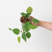 Philodendron micans 'Green Form'