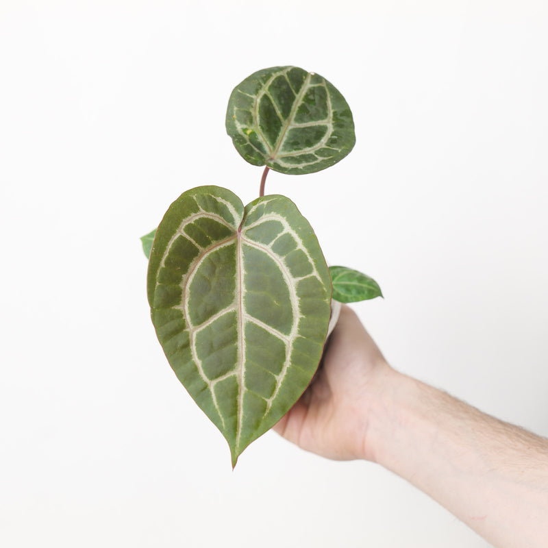 Anthurium Wonderboy x Michelle (Acclimated)