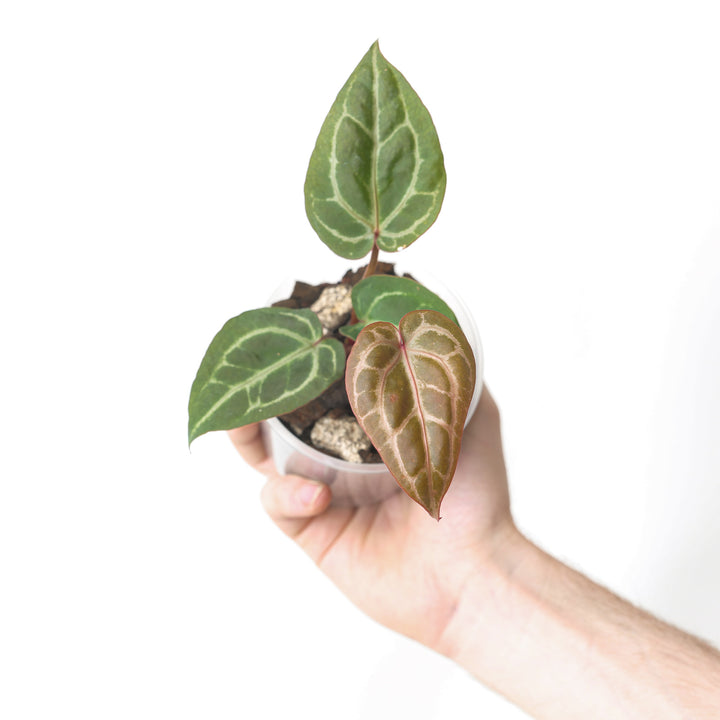 DocBlock Anthurium Michelle '11' x Zara '14' by DocBlock®