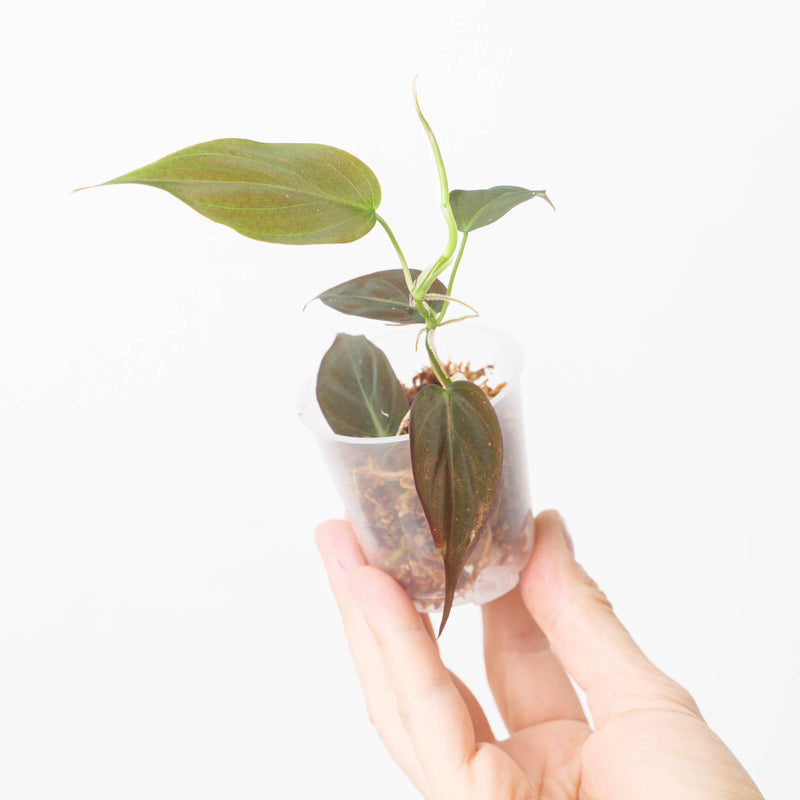 Philodendron micans ('Narrow' / alternative form) — 9cm