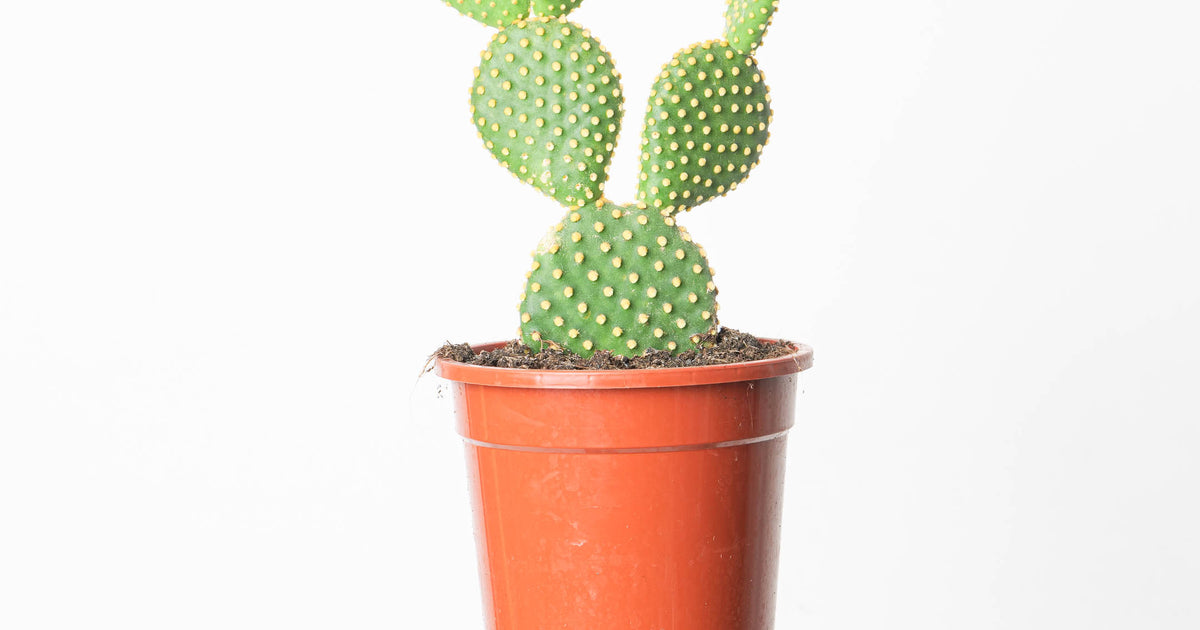 kaktus opuntia microdasys Opuntia microdasys