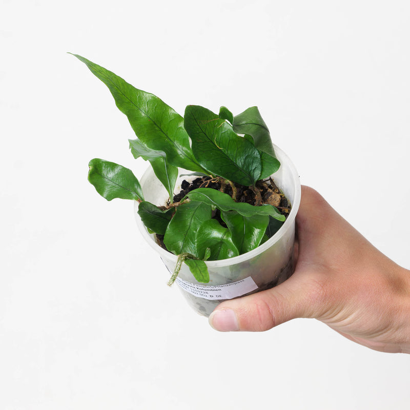 Microgramma nitida — 9cm
