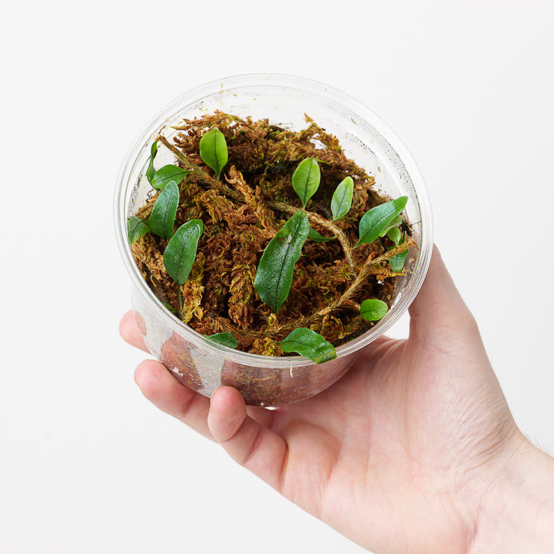 Microgramma nitida Deli Cup Plants GrowTropicals