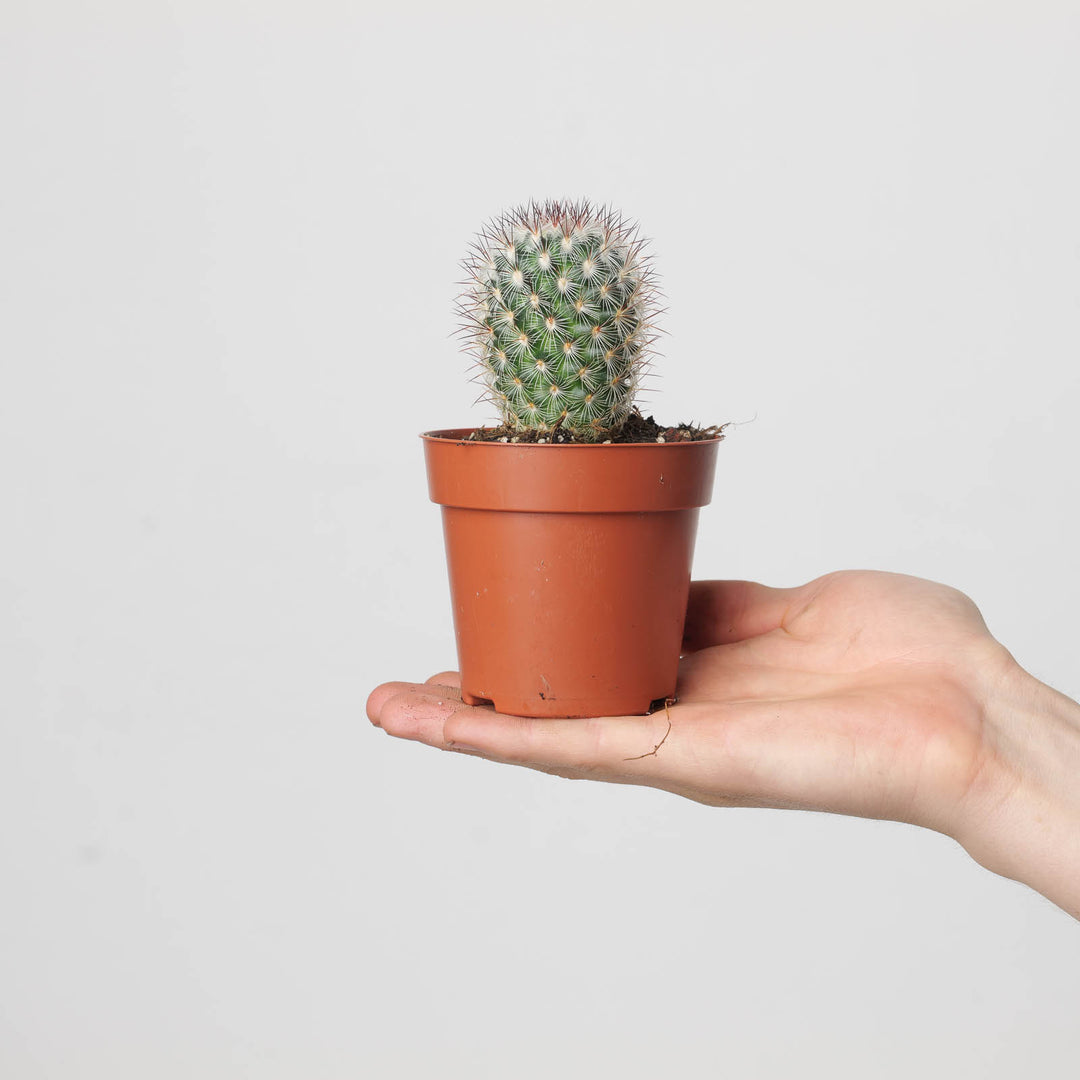 Mammillaria microhelia - GROW TROPICALS