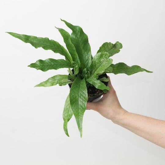 Microsorum Crocodyllus 12cm Plants GrowTropicals