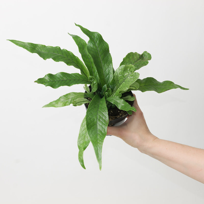 Microsorum Crocodyllus 12cm Plants GrowTropicals