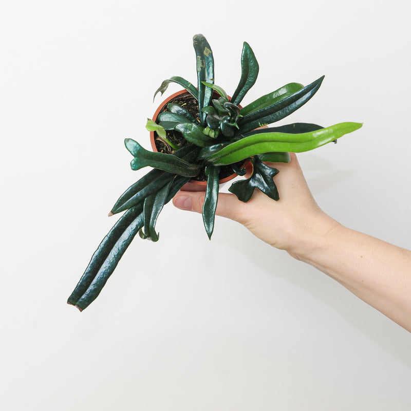Microsorum thailandicum | Blue Oil Fern Plants GrowTropicals