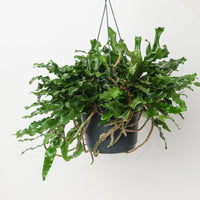 Microgramma nitida