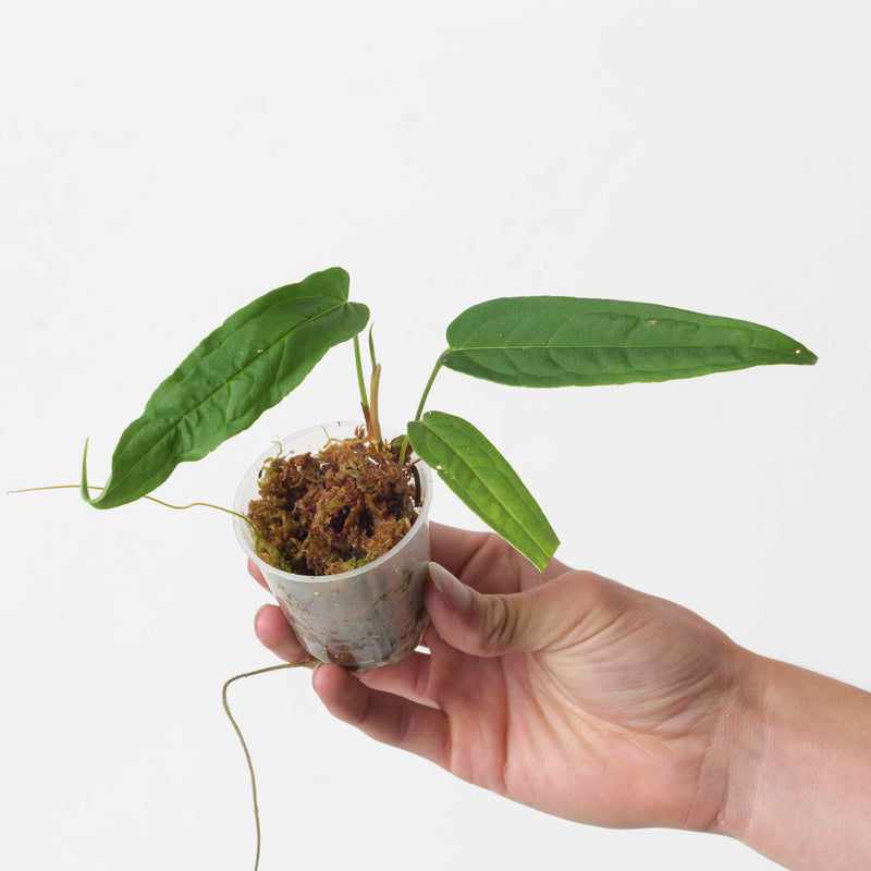 Anthurium microspadix Plants GrowTropicals
