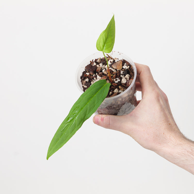 Anthurium microspadix — 9cm