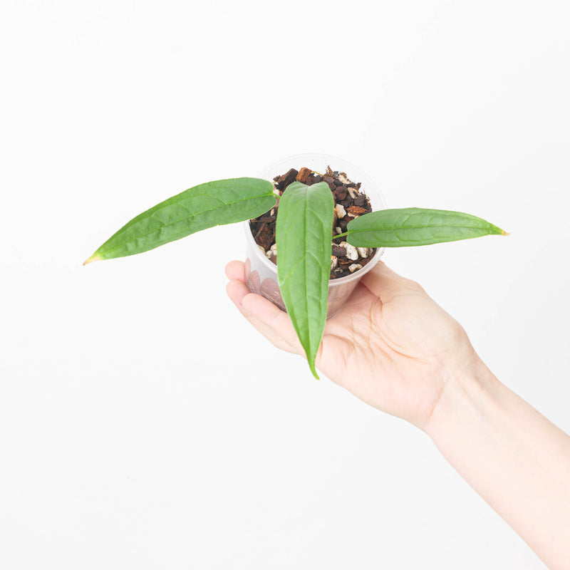 Anthurium microspadix 6cm Plants GrowTropicals