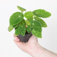Begonia microsperma | Begonia ficicola