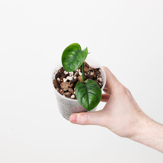Anadendrum microstachyum 9cm Plants GrowTropicals