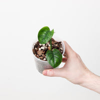 Anadendrum microstachyum