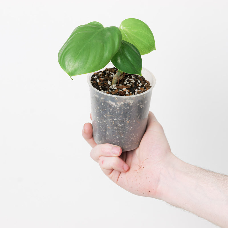 Philodendron aff. microstictum Plants GrowTropicals