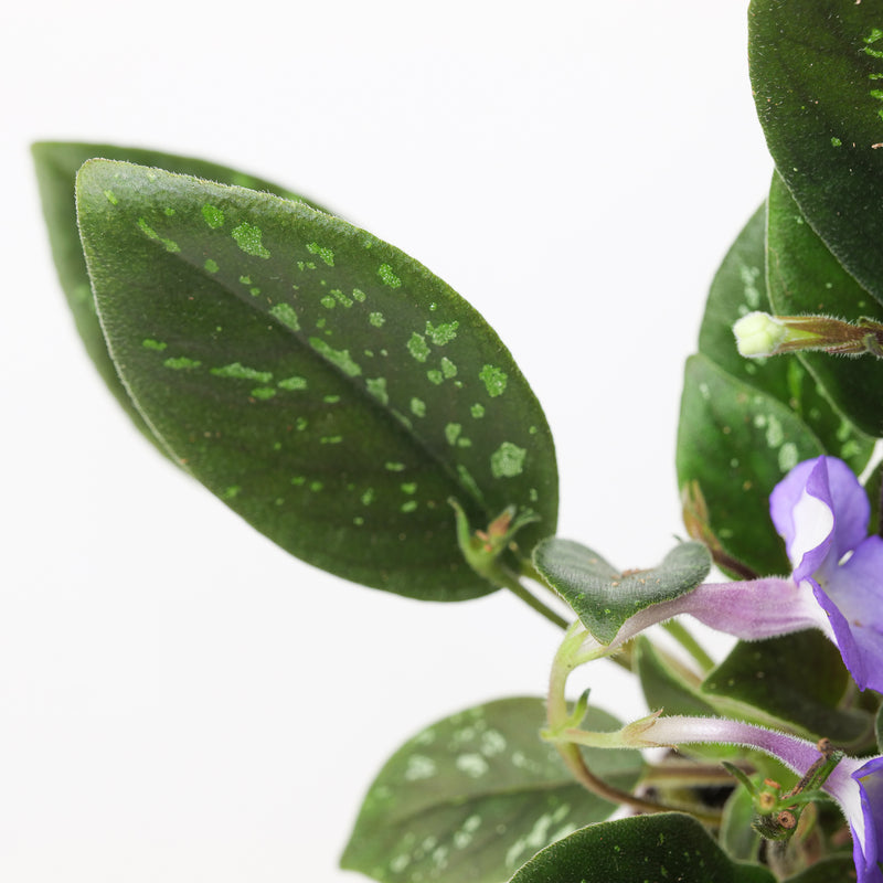 Michaelmoelleria vietnamensis Plants GrowTropicals