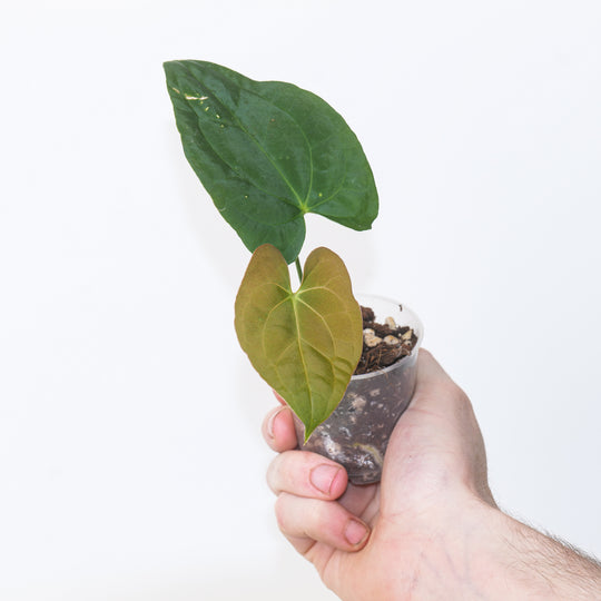 Anthurium ‘Midnight Stranger’ × A. antolakii/BVEP Plants GrowTropicals