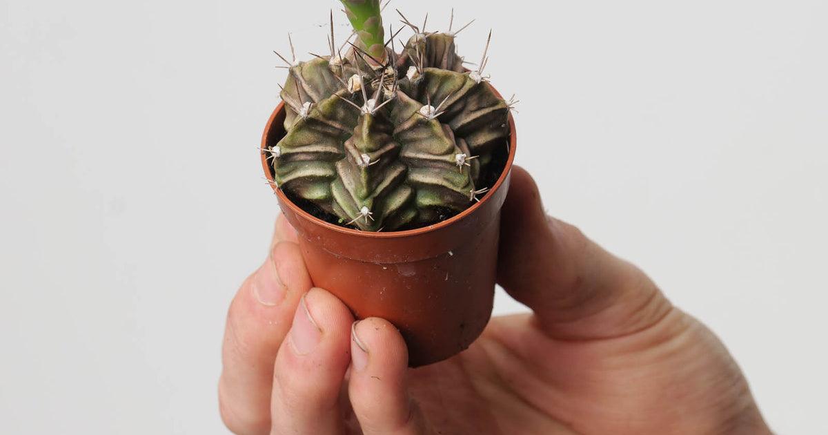 Gymnocalycium mihanovichii | Plants