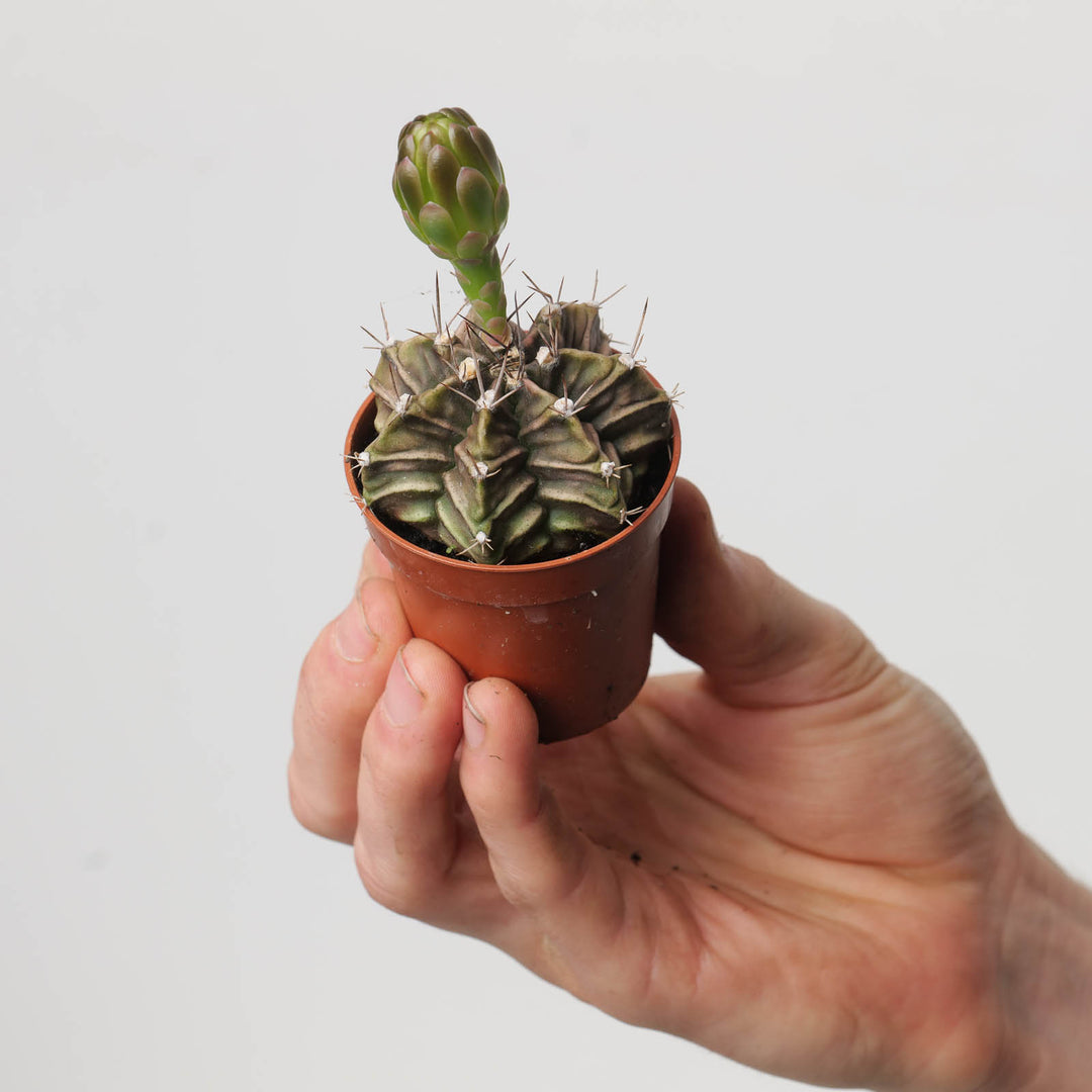 Gymnocalycium mihanovichii - GROW TROPICALS