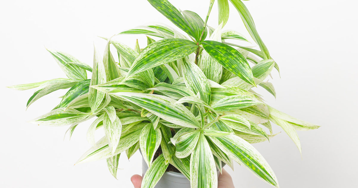 dracaena godseffiana care Dracaena Godseffiana 'Milky Silver' | Plants