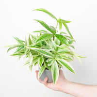 Dracaena Godseffiana 'Milky Silver'